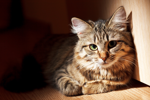 Brown Cat Brown Cat