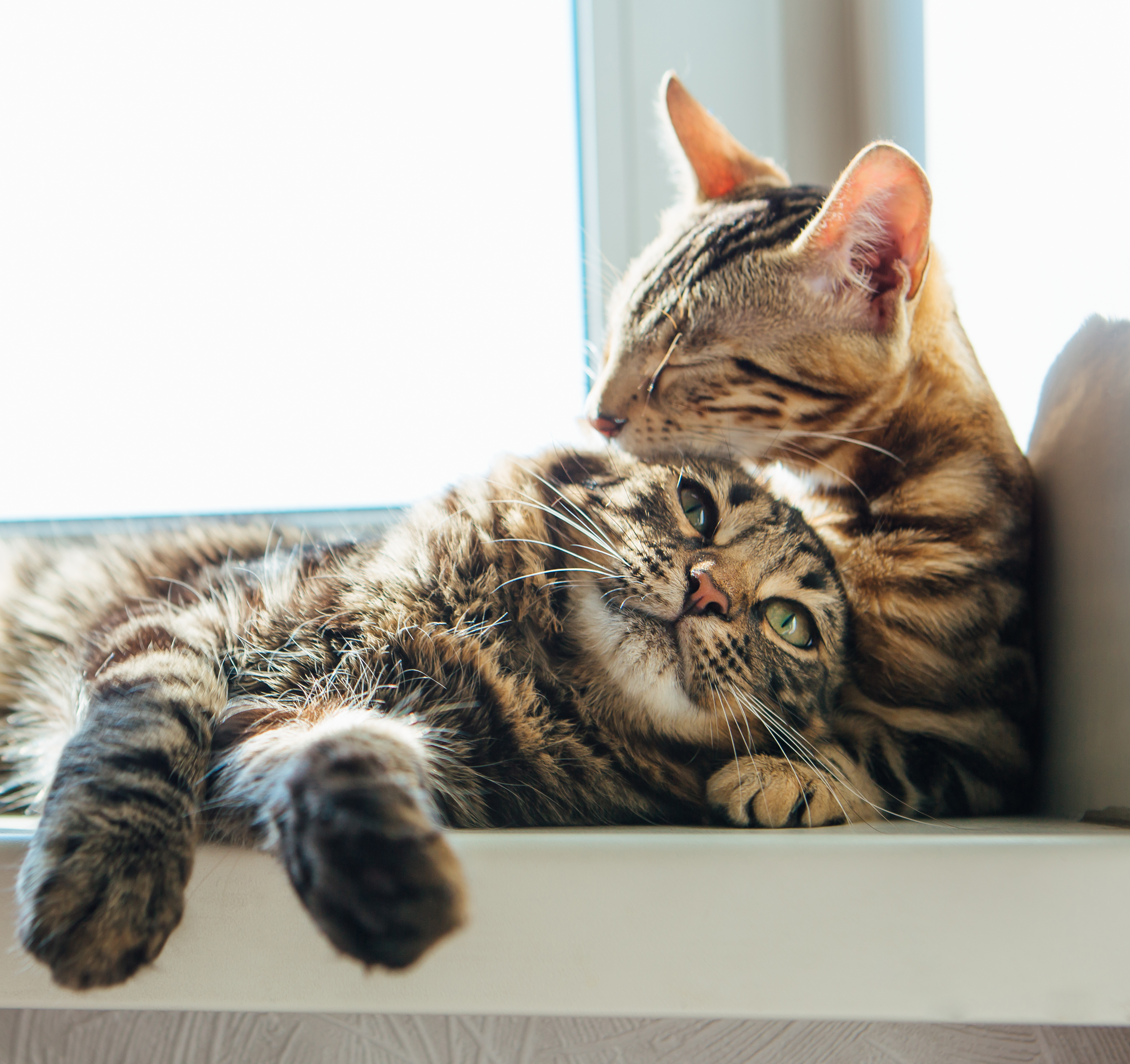 2 cats sleeping 2 cats sleeping