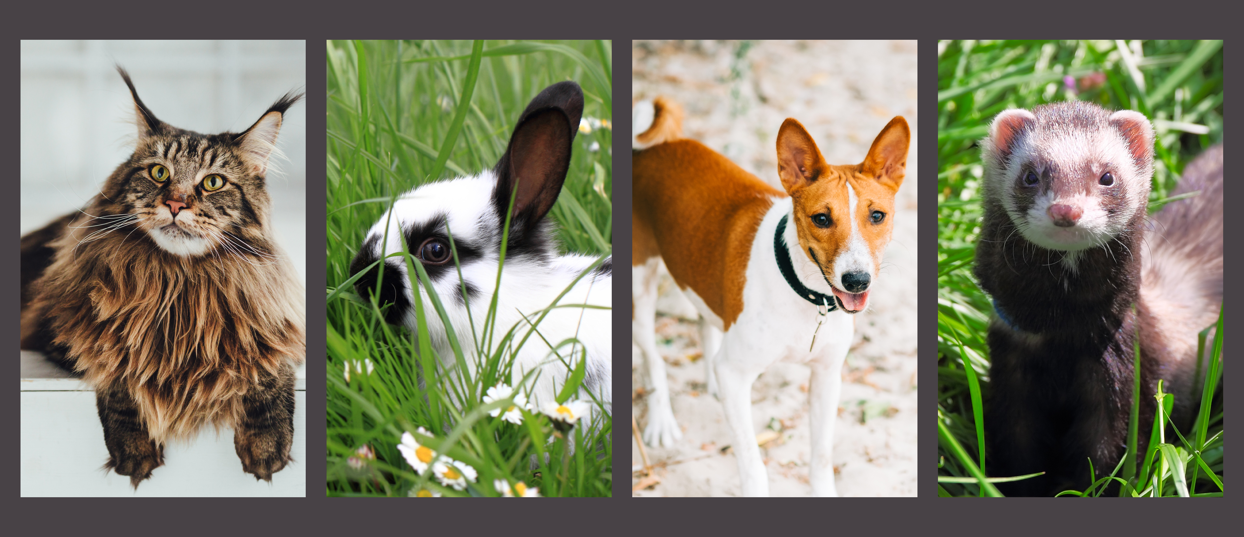 Header Image - multiple animals