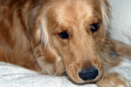 Elder Dog Elder Dog